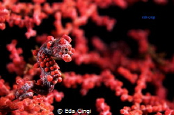 bargibanti pygmy seahorse by Eda Çıngı 